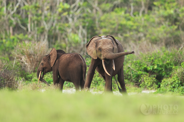 Slon pralesní (Loxodonta cyclotis) 