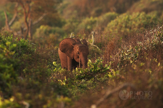 Slon pralesní (Loxodonta cyclotis) 