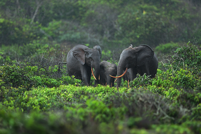 Slon pralesní (Loxodonta cyclotis) 