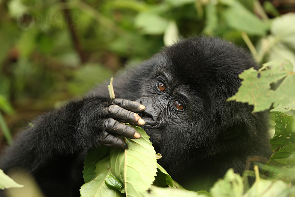 Gorila horská (Gorilla gorilla beringei), Rwanda