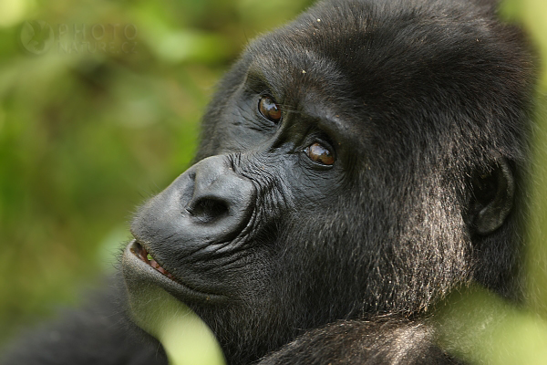 Gorila horská (Gorilla gorilla beringei), Rwanda