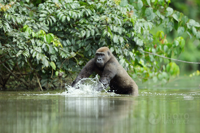 Gorila nížinná (Gorilla gorilla) 