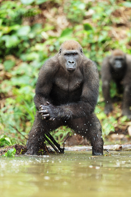 Gorila nížinná (Gorilla gorilla) 