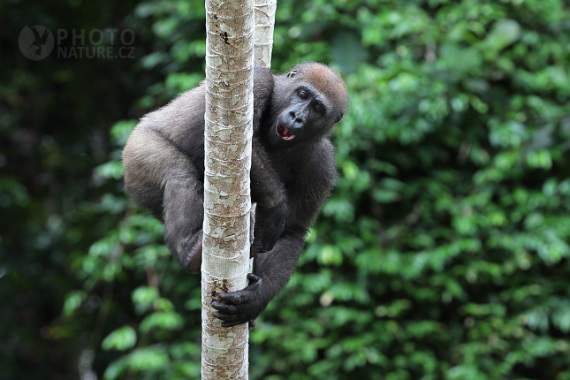 Gorila nížinná (Gorilla gorilla) 