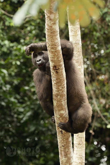 Gorila nížinná (Gorilla gorilla) 