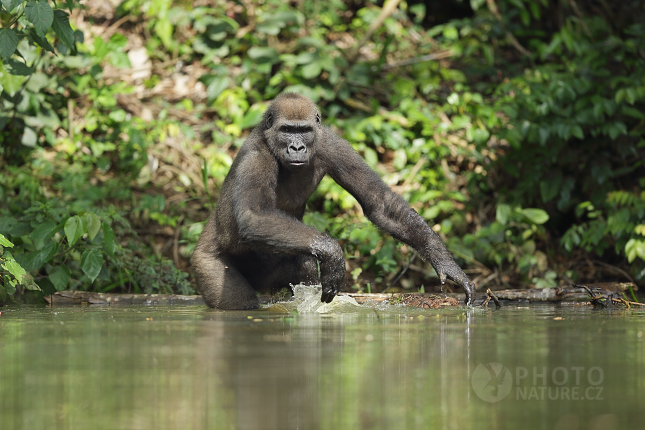 Gorila nížinná (Gorilla gorilla) 