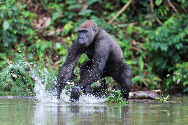 Gorila nížinná (Gorilla gorilla) 