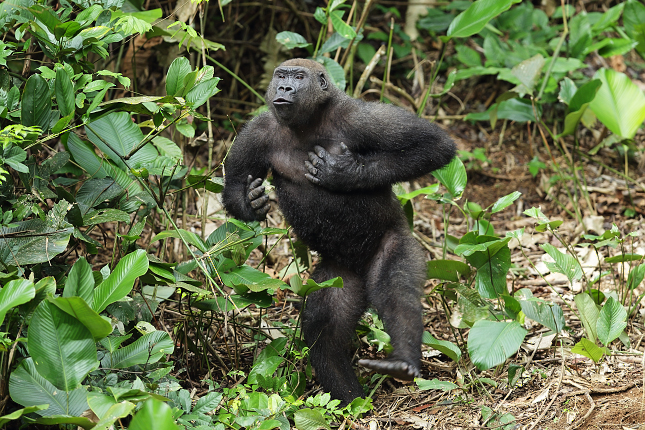 Gorila nížinná (Gorilla gorilla) 