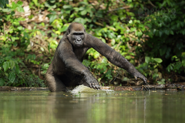 Gorila nížinná (Gorilla gorilla) 