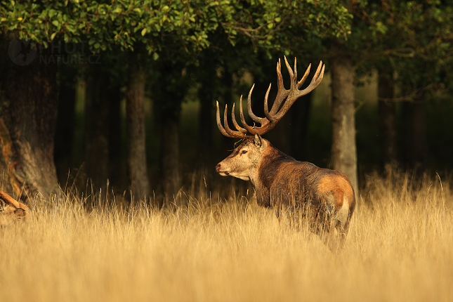 Jelen lesní (Cervus elaphus) 