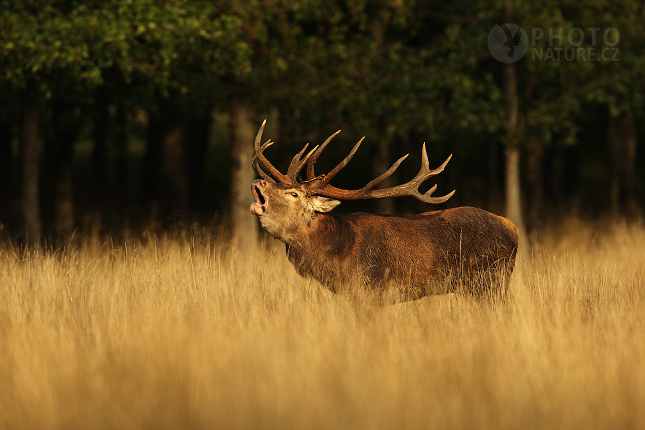 Jelen lesní (Cervus elaphus) 