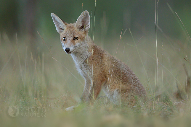 Liška obecná (Vulpes vulpes)