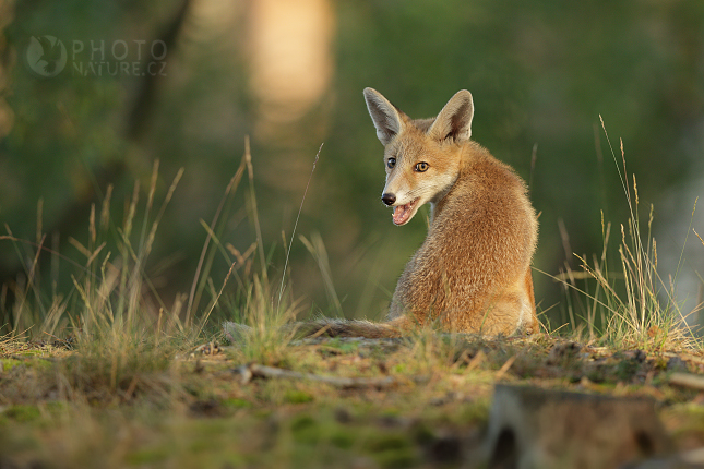 Liška obecná (Vulpes vulpes)