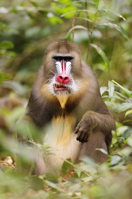 Mandril rýholící (Mandrillus sphinx)  