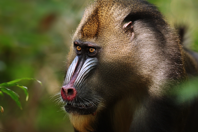 Mandril rýholící (Mandrillus sphinx)  