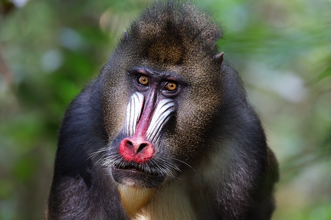 Mandril rýholící (Mandrillus sphinx)  