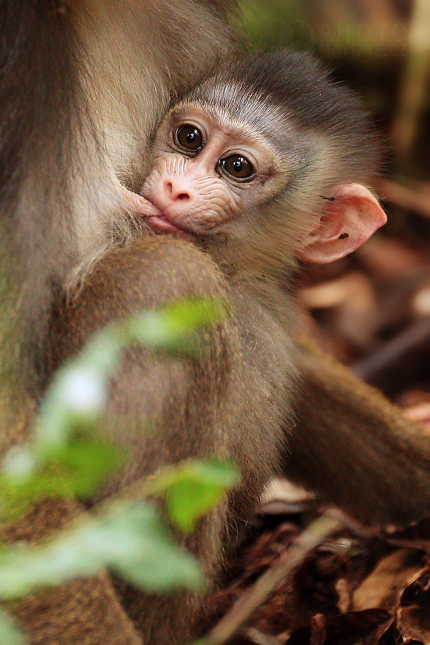 Mandril rýholící (Mandrillus sphinx)  