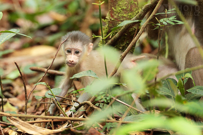 Mandril rýholící (Mandrillus sphinx)  