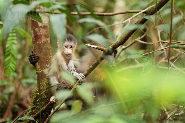 Mandril rýholící (Mandrillus sphinx)  