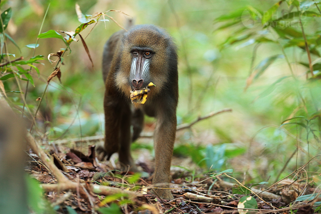 Mandril rýholící (Mandrillus sphinx)  