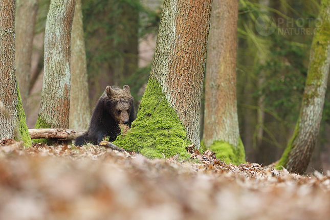 Medvěd hnědý (Ursus arctos)