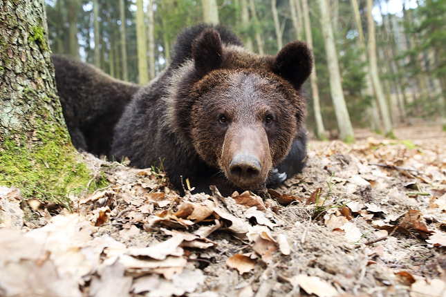 Medvěd hnědý (Ursus arctos)