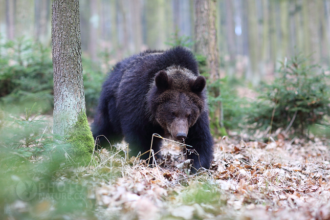 Medvěd hnědý (Ursus arctos)