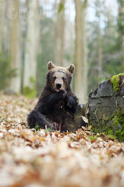 Medvěd hnědý (Ursus arctos)