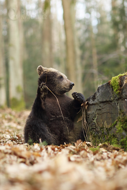 Medvěd hnědý (Ursus arctos)