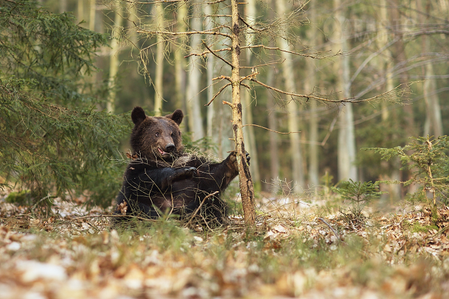 Medvěd hnědý (Ursus arctos)