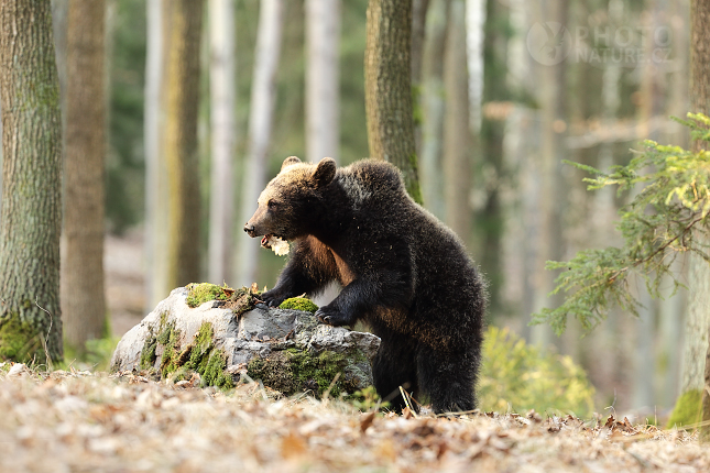 Medvěd hnědý (Ursus arctos)