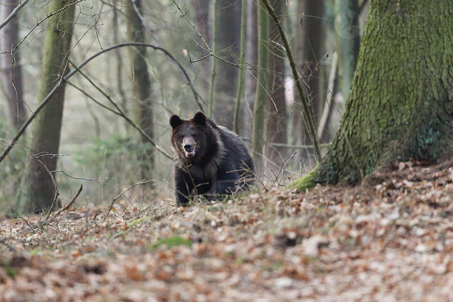 Medvěd hnědý (Ursus arctos)