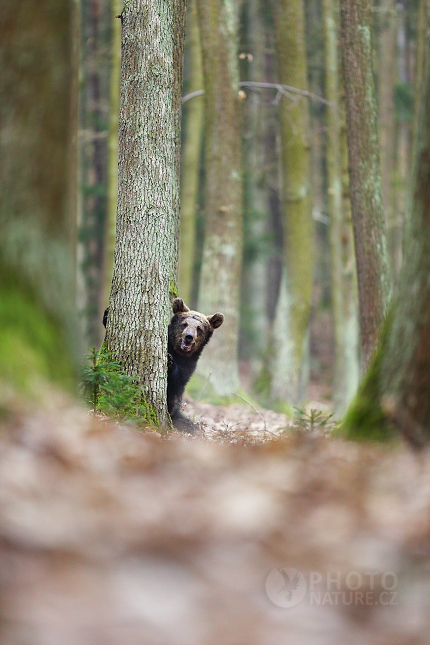 Medvěd hnědý (Ursus arctos)