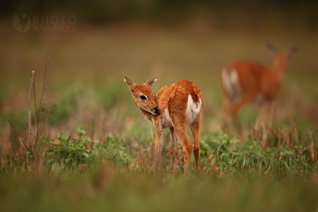 Jelenec bahenní (Blastocerus dichotomus), Pantanal