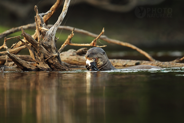 Vydra jižní (Lontra provocax)