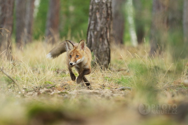 Liška obecná (Vulpes vulpes) 