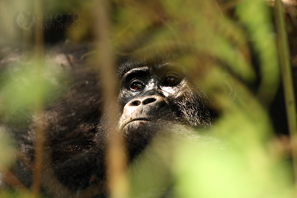 Gorila horská (Gorilla gorilla beringei), Rwanda