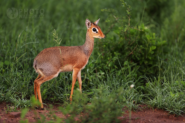 Dikdik Kirkův (Madoqua kirkii)