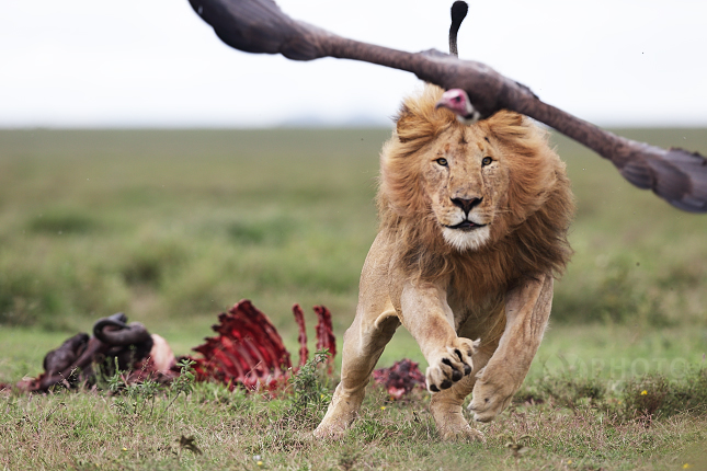 Lev pustinný (Panthera leo)