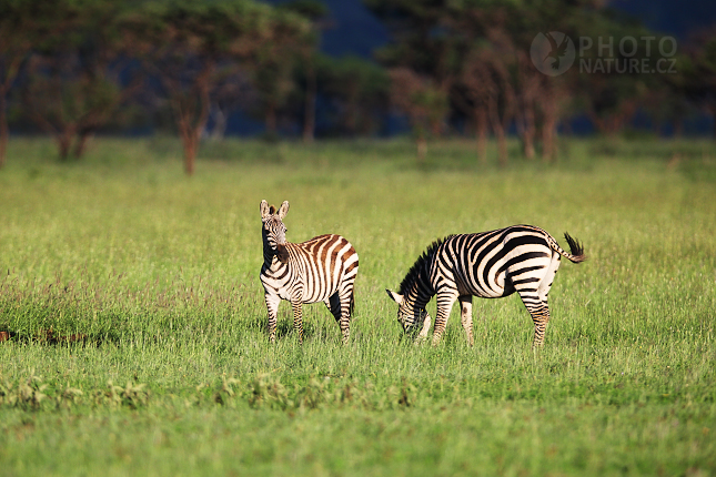 Zebra stepní (Equus quagga)