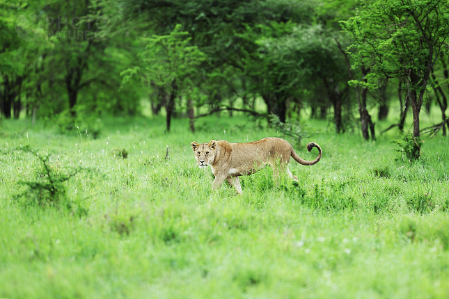 Lev pustinný (Panthera leo)