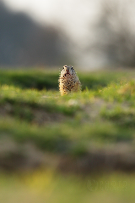 Sysel obecný (Spermophilus citellus)