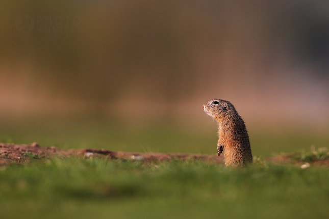 Sysel obecný (Spermophilus citellus) 