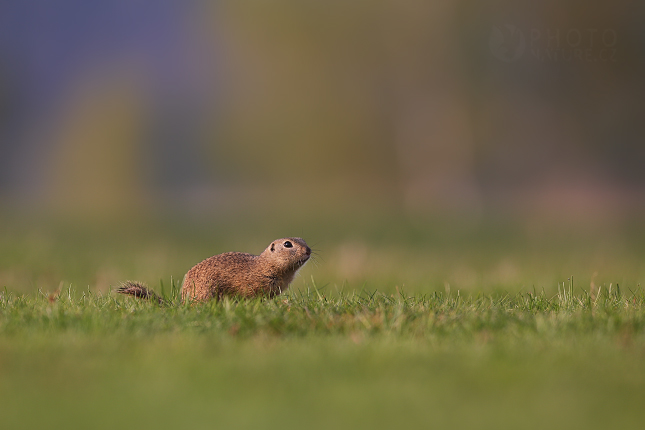 Sysel obecný (Spermophilus citellus) 