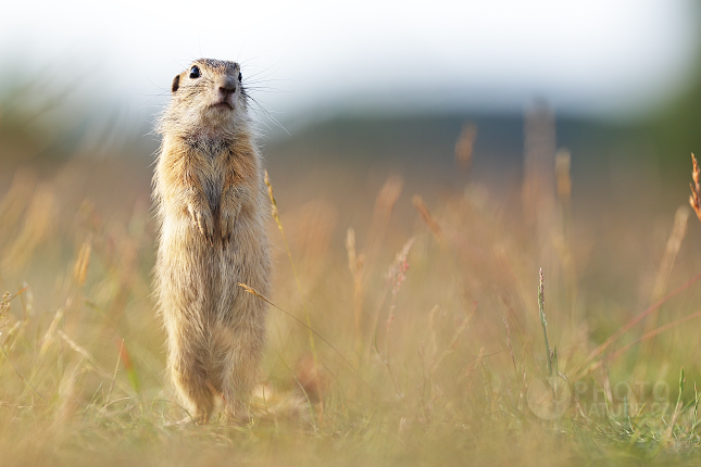 Sysel obecný (Spermophilus citellus) 