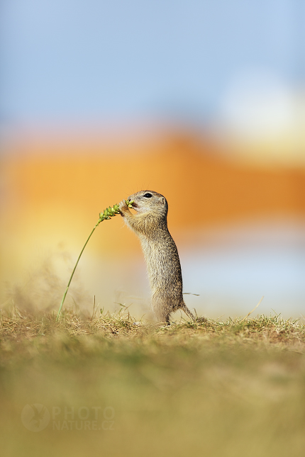 Sysel obecný (Spermophilus citellus) 