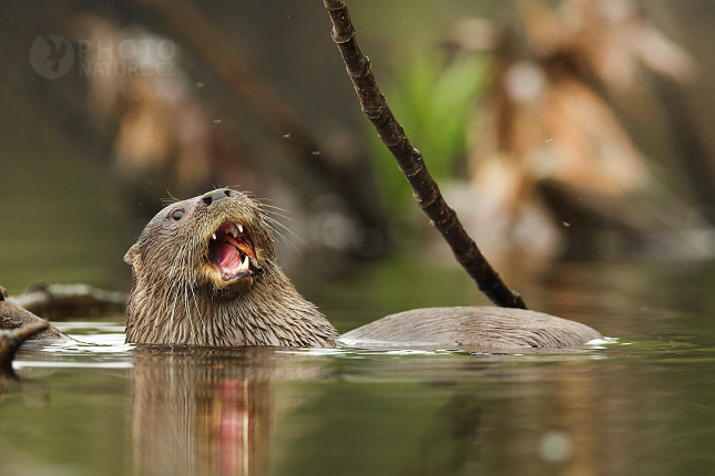 Vydra jihoamerická (Lontra longicaudis) 