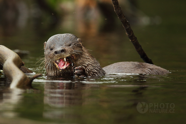 Vydra jihoamerická (Lontra longicaudis) 