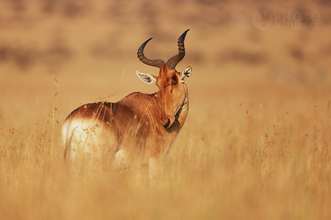 Buvolec stepní (Alcelaphus buselaphusi)