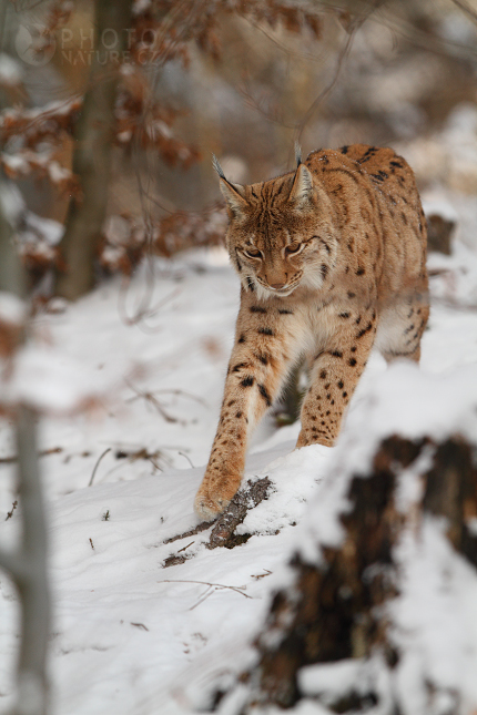 Rys ostrovid (Lynx lynx), Německo